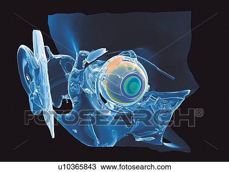 black, black background, anatomy View Large Photo Image Stock Image - black, black background, anatomy. Fotosearch