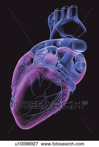 black, black background, anatomy View Large Photo Image Stock Photo - black, black background, anatomy. Fotosearch