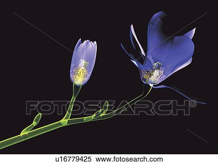 Stock Photography - black, black background, bloom. Fotosearch