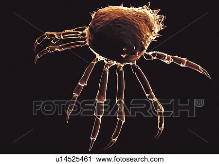 black, black background, close-up View Large Photo Image Stock Image - black, black background, close-up. Fotosearch