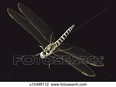 black, black background, close-up View Large Photo Image Stock Image - black, black background, close-up. Fotosearch