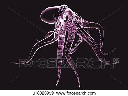 Black Octopus Black Background Skeleton Frame Aquatic Stock Photo U Fotosearch