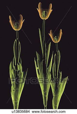 Picture - imagery, graphics, illuminated, skeleton frame, orange, black. Fotosearch