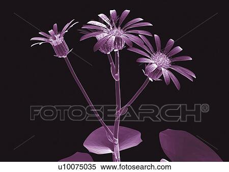 representation, translucent, internal frame, illuminated, purple, structure, close-up View Large Photo Image Stock Photography - representation, translucent, internal frame, illuminated, purple, structure, close-up. Fotosearch