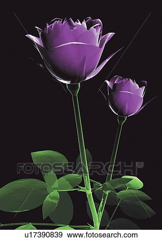 skeleton frame, illuminated, black, illusionary, glow, representation, flower View Large Photo Image Stock Photo - skeleton frame, illuminated, black, illusionary, glow, representation, flower. Fotosearch