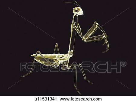 skeleton frame, translucent, black, green, internal frame, illuminated View Large Photo Image Stock Image - skeleton frame, translucent, black, green, internal frame, illuminated. Fotosearch