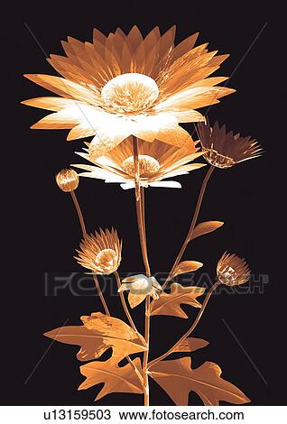 structure, abstract, representation, bloom, graphics, close-up View Large Photo Image Stock Image - structure, abstract, representation, bloom, graphics, close-up. Fotosearch
