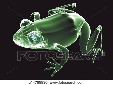 structure, green, translucent, turtle, frog View Large Photo Image Stock Image - structure, green, translucent, turtle, frog. Fotosearch