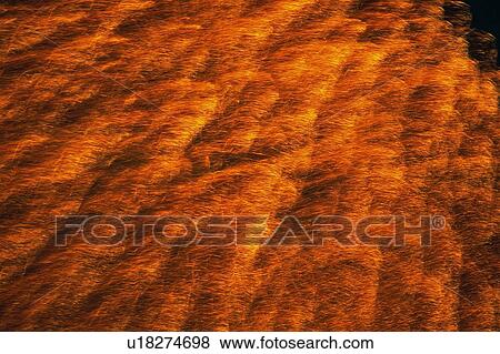 Stock Photo -  Bronze-colored Fireworks Exploding in the Night Sky, Spreading Over the Surface Long Exposure, Low Angle View. Fotosearch