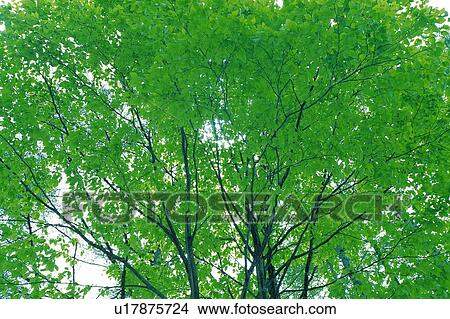 a Beech Tree and Its Green Leaves Under the Sky, Low Angle View View Large Photo Image Picture - a Beech Tree and Its Green Leaves Under the Sky, Low Angle View. Fotosearch