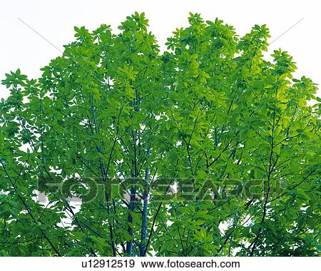 a Bunch of Green Leaves of a Tree Under the Sky, Low Angle View View Large Photo Image Stock Photo - a Bunch of Green Leaves of a Tree Under the Sky, Low Angle View. Fotosearch