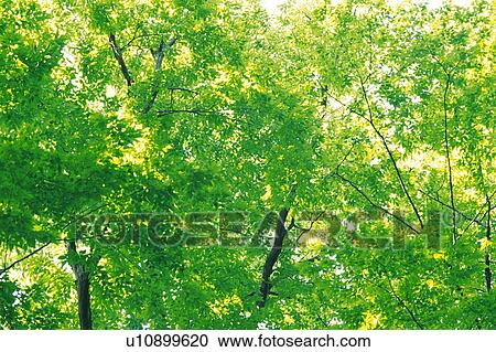 a Bunch of Green Leaves, Spreading Across the Surface, Low Angle View View Large Photo Image Stock Image - a Bunch of Green Leaves, Spreading Across the Surface, Low Angle View. Fotosearch