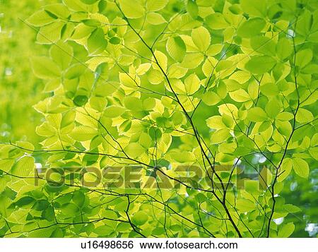 a Bunch of Light Green Leaves and Some Branches, Low Angle View View Large Photo Image Stock Photograph - a Bunch of Light Green Leaves and Some Branches, Low Angle View. Fotosearch