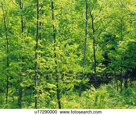 a Forest With Its Trees and Green Leaves, Spreading Across the Surface View Large Photo Image Stock Image - a Forest With Its Trees and Green Leaves, Spreading Across the Surface. Fotosearch