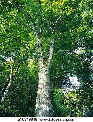 Stock Photo -  a Huge Tree and Its Leaves Spreading Over the Surface, Low Angle View. Fotosearch
