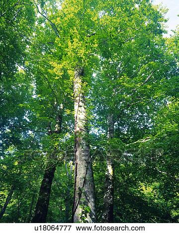 Stock Photo -  a Huge Tree With a White-colored Tree Trunk and Its Leaves, Low Angle View. Fotosearch