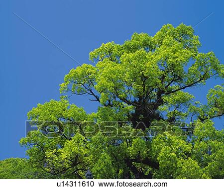 Stock Image -  a Huge Tree With Light Green Leaves Under a Blue Sky, Low Angle View. Fotosearch