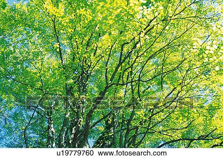 Stock Image -  a Katsura Tree and Its Several Green-toned Leaves, Low Angle View. Fotosearch