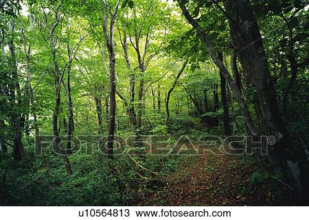 Stock Image -  a Little Mountain Path, Surrounded By a Forest. Fotosearch