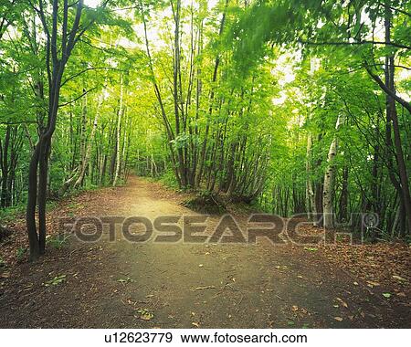 Stock Photo -  a Little Mountain Path, Surrounded By Several Trees and Their Green Leaves. Fotosearch