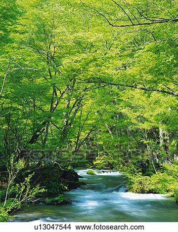 Picture -  a Little Mountain Stream in the Middle of a Forest, Long Exposure, Aomori Prefecture, Japan. Fotosearch