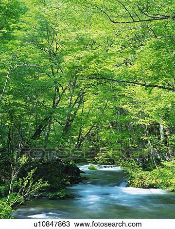 Stock Image -  a Little Mountain Stream in the Middle of a Forest, Long Exposure. Fotosearch