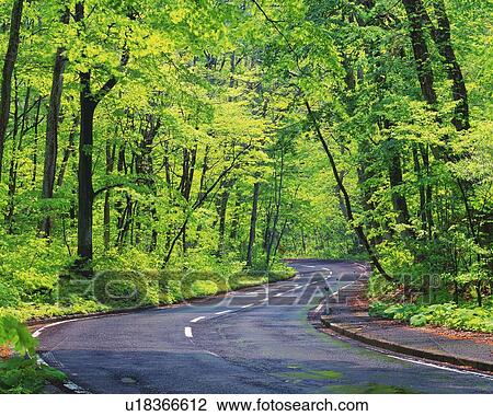 a Little Road, Surrounded By Several Trees and Their Green Leaves View Large Photo Image Stock Image - a Little Road, Surrounded By Several Trees and Their Green Leaves. Fotosearch