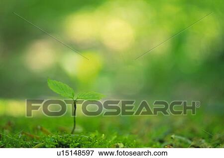 Stock Photo -  a Little Sprout, Surrounded By a Green Environment, Front View, Differential Focus. Fotosearch