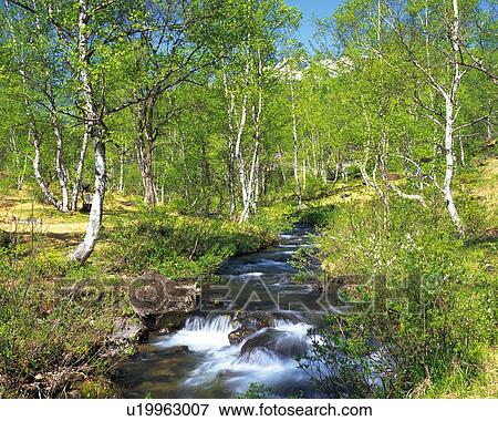 a Little Stream, Flowing In the Middle of a Forest With a Large Group of Trees, Long Exposure View Large Photo Image Stock Photo - a Little Stream, Flowing In the Middle of a Forest With a Large Group of Trees, Long Exposure. Fotosearch