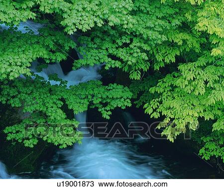 Stock Image -  a Little Water Stream, Surrounded By Several Green Leaves, High Angle View, Long Exposure. Fotosearch