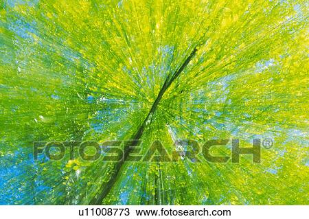 a Lot of Different-colored Green Leaves Under a Blue Sky, Low Angle View, Blurred Motion View Large Photo Image Stock Image - a Lot of Different-colored Green Leaves Under a Blue Sky, Low Angle View, Blurred Motion . Fotosearch