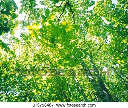 a Lot of Different-sized Green Leaves, Partly Touched By the Sunlight, Low Angle View View Large Photo Image Stock Photo - a Lot of Different-sized Green Leaves, Partly Touched By the Sunlight, Low Angle View. Fotosearch
