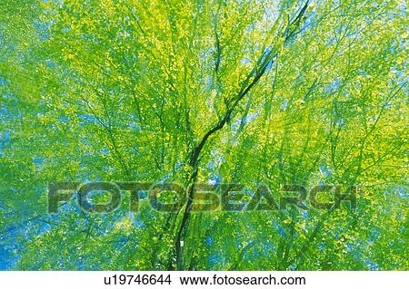 Picture -  a Lot of Green Leaves of the Katsura Tree Under a Blue Sky, Low Angle View, Blurred Motion. Fotosearch