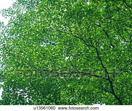 a Lot of Green Leaves, Spreading Over the Surface Under the Sky, Low Angle View View Large Photo Image Stock Image - a Lot of Green Leaves, Spreading Over the Surface Under the Sky, Low Angle View. Fotosearch