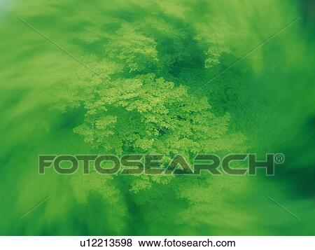 a Lot of Green Leaves, Spreading Over the Surface, Blurred Motion, Differential Focus, Soft Focus View Large Photo Image Stock Photo - a Lot of Green Leaves, Spreading Over the Surface, Blurred Motion, Differential Focus, Soft Focus. Fotosearch