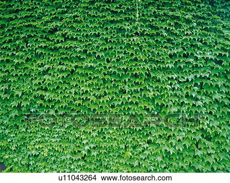 a Lot of Ivy Leaves, Spreading Across the Surface, Front View View Large Photo Image Picture - a Lot of Ivy Leaves, Spreading Across the Surface, Front View. Fotosearch