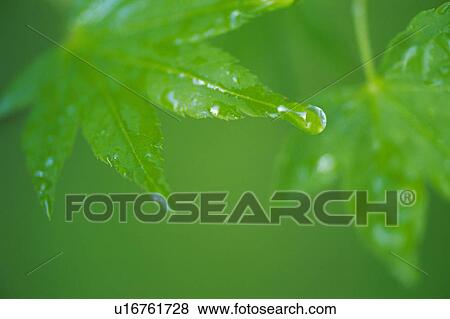Stock Photo -  a Maple Leaf, Almost Dripping From Water, High Angle View, Differential Focus. Fotosearch
