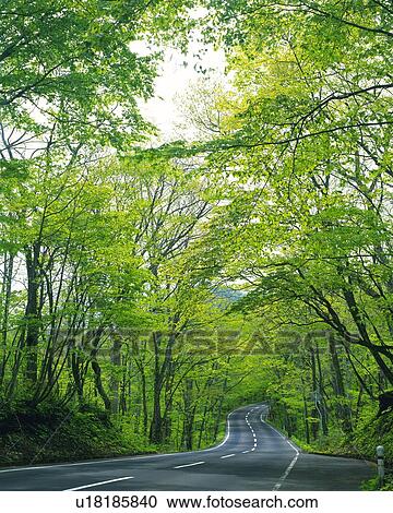 a Road, Surrounded By Several Trees and Their Green Leaves View Large Photo Image Stock Image -  a Road, Surrounded By Several Trees and Their Green Leaves. Fotosearch