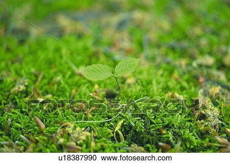 Stock Image -  a Sprout Coming Out of the Ground, High Angle View, Differential Focus. Fotosearch
