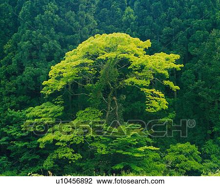 Stock Image -  a Tree With Light Green Leaves, Surrounded By Several Dark Green Trees, Front View. Fotosearch