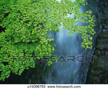 a Waterfall With Several Green Leaves in Front, Front View, Long Exposure View Large Photo Image Stock Image - a Waterfall With Several Green Leaves in Front, Front View, Long Exposure. Fotosearch