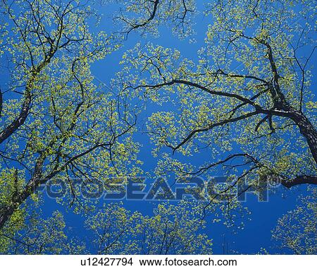 Picture - Japanese Oak. Fotosearch