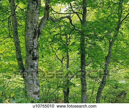 Stock Image -  Several Beech Trees And Their Green Leaves, Spreading Over the Surface, . Fotosearch