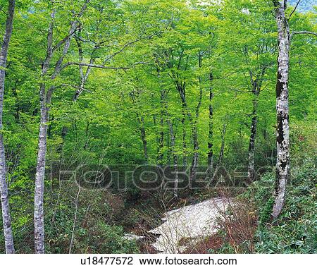Stock Image -  Several Beech Trees And Their Green Leaves, Spreading Over the Surface, High Angle View. Fotosearch