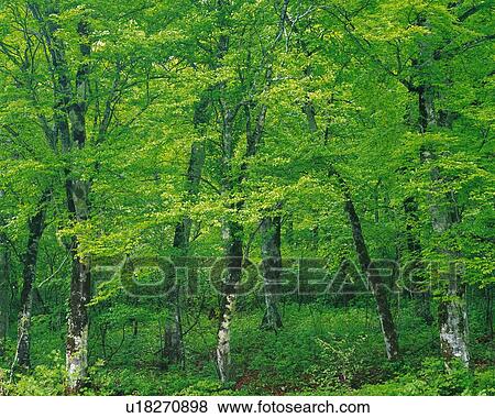 Several Beech Trees Standing Among Some Green Bushes View Large Photo Image Stock Photo - Several Beech Trees Standing Among Some Green Bushes. Fotosearch