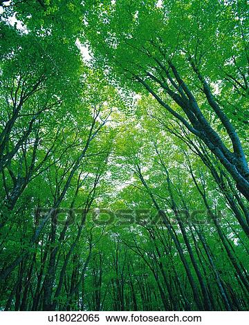 Stock Photography -  Several Beech Trees Standing in a Circle Under the Sky, Low Angle View. Fotosearch