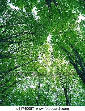 Stock Photo -  Several Beech Trees Under the Sky, Low Angle View. Fotosearch