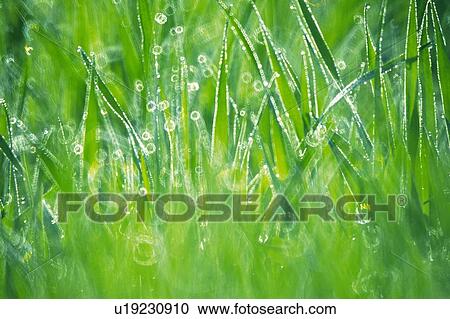 Several Blades of Grass With a Lot of Waterdrops, Front View, Differential Focus View Large Photo Image Stock Image - Several Blades of Grass With a Lot of Waterdrops, Front View, Differential Focus. Fotosearch