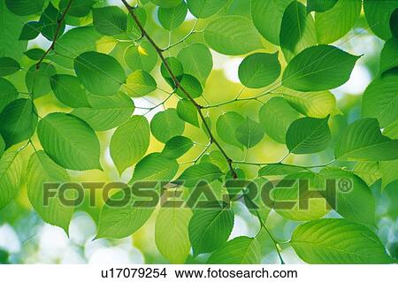 Picture -  Several Cherry Tree Leaves, Low Angle View, Differential Focus. Fotosearch