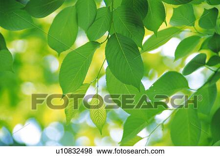 Stock Photo -  Several Cherry Tree Leaves, Surrounded By a Green Environment, Low Angle View, Differential Focus. Fotosearch